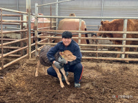 여주시, 고능력 수정란 이식 한우 암송아지 첫 출생