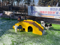 양천구, 반려동물 특별구 추진…2025년까지 반려견쉼터 10곳 확대
