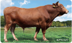 예천 김홍익 농가, 전국 한우 농가에 정액 보급