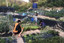 영주시, 비농업인 대상 도시텃밭 무료 분양