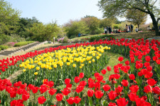 봄꽃놀이 떠나볼까…서울 新 꽃놀이 명소는 어디