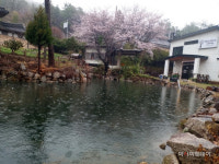 [포토] 봄비와 함께 핀 벚꽃 향기