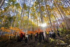 명품숲길 최우수, 강원 인제 자작나무숲(달맞이숲길)
