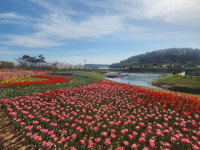[포토] 6만송이 튤립 향연...전남 목포 삼학도