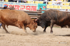 뿔의 전쟁 의령 소 힘겨루기대회 열전
