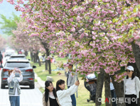 [포토] 아쉬움 달래는 겹벚꽃