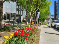 도심 속 꽃캉스 즐겨요…서울시, 세종대로 사람숲길 꽃길 조성