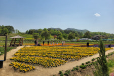 예천군, 유채꽃과 청보리의 향연 속 회룡포 봄꽃 축제 성료