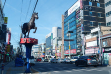 말 산업 1번지 영천시, 승마에서 경마까지... 지역발전 효자종목 우뚝