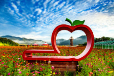 청송군, 산소카페 청송정원 내달 1일 개장...전국 최대 규모 백일홍단지