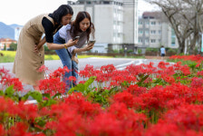 ［포토］강진 산책길에 꽃무릇을 만나다