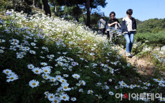 [포토]구절초 산책로 꽃 길만 걸어요