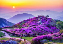 분홍빛 산상의 화원 합천 황매산철쭉제 27일 개막