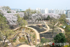 [포토] 노원구, 초안산 수국동산 ‘숲속 힐링 피크닉장’ 개방