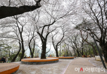 [포토] 벚꽃비 내리는 ‘숲속 힐링 피크닉장’