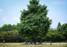 [포토] 나무그늘이 최고
