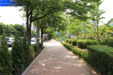 인천 계양구, 봉오대로 도시바람길숲 조성 완료