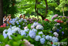 [포토] 만개한 초안산 수국동산