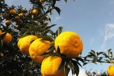 새콤달콤 유자향 가득 제4회 고흥유자축제 11월 7일 개최