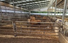 완주군, 50마리 미만 한우 축사 폐업 지원
