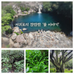 서귀포의 찬란한 역사의 물길 추석때 안방에서 본다.