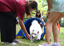 [포토] 중랑구, 펫 어질리티 클래스 진행