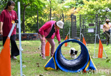 [포토] 펫 어질리티 클래스