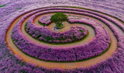 합천군, 5~27일 핑크뮬리 감성 자극 핑크마켓 운영