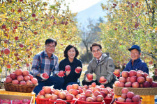 청도 명품 비슬산 사과 수확 한창
