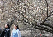 [포토] 개화 시작한 청계천 매화마을