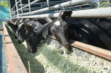 전북자치도, 전국 최초 순창·장수 염소에 주민등록번호 부여