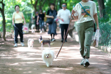 사람도 댕댕이도 신나게 걷자…서대문, 반려동물 함께 걷기 개최