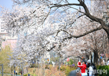 [포토] 불광천 벚꽃축제 은평의 봄 4일 개막