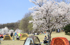 숨겨진 벚꽃 명소 천안상록리조트서 인생샷 어때