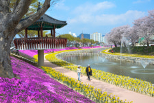 꽃잔디 만발 순창 양지천, 지역 핫플레이스로 변모
