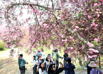 전주시 봄꽃 절정 완산공원 꽃동산에 오세요