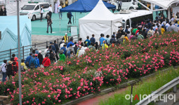 [포토] 장미꽃길 걷는 시민들