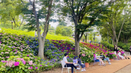 구미 다온숲 수국길 인생샷 찍으러 오세요