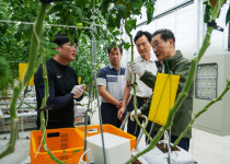 영천시, 지역특화 임대형 스마트 팜에서 토마토 첫 수확