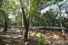 [포토] 도심 속 숲길 맨발로 걷는 시민들