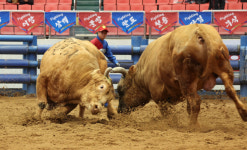늦가을 달구는 황소들의 거친 숨소리…청도소싸움축제, 5일 개막