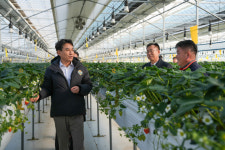 과육 단단한 강원딸기 지키자...김진태, 한파대비 시설농가 점검