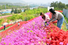 붉게 물든 미사한강공원…철쭉 명소로 봄 정취 ‘절정’