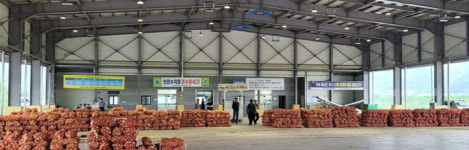 합천동부농협, 중만생 양파 산지경매 개시…농가 소득 향상 기대