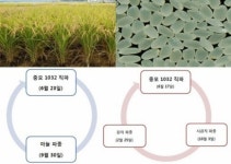 100일 안에 수확 가능한 벼 개발