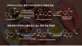 생합성 모사한 ‘열린’ 비타민 B3 합성법 개발