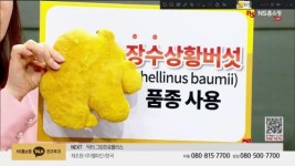 백년농가, ‘장수 상황버섯 진액’ NS홈쇼핑 론칭 완판