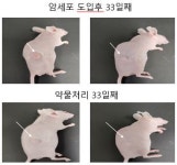 아이큐어 “단디큐어의 단백질 분해 플랫폼 기술, 1차 동물실험서 긍정적 결과 도출”
