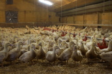 충북 진천 종오리 농장서 고병원성 AI 의심축 발생