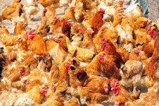 충북 진천 육용오리 농장 고병원성 AI 확진